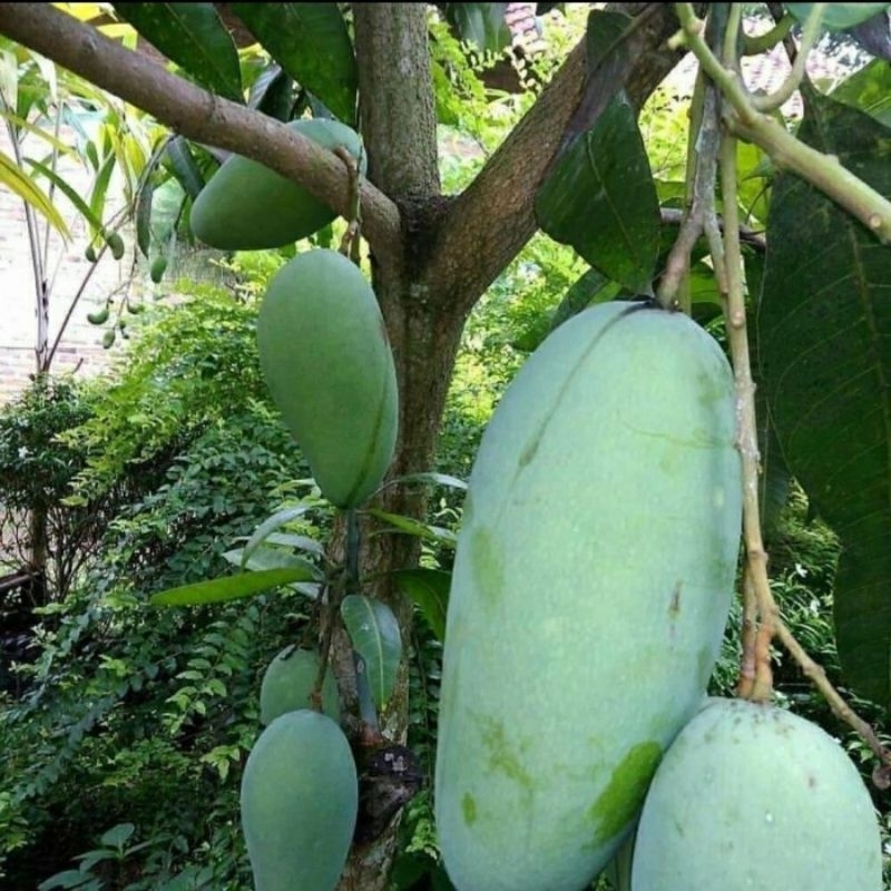 Jual Indukan Bibit Mangga Chokbabun Batang Besar | Shopee Indonesia
