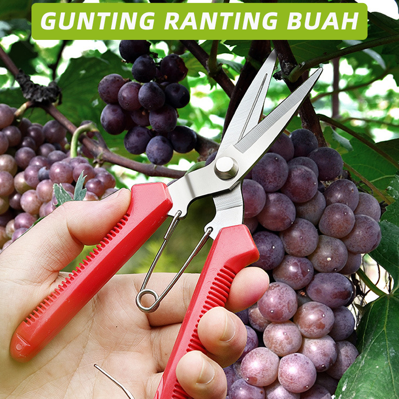 Jual Gunting Dahan Gunting Kebun Taman Ranting Bunga Tanaman Stainless ...