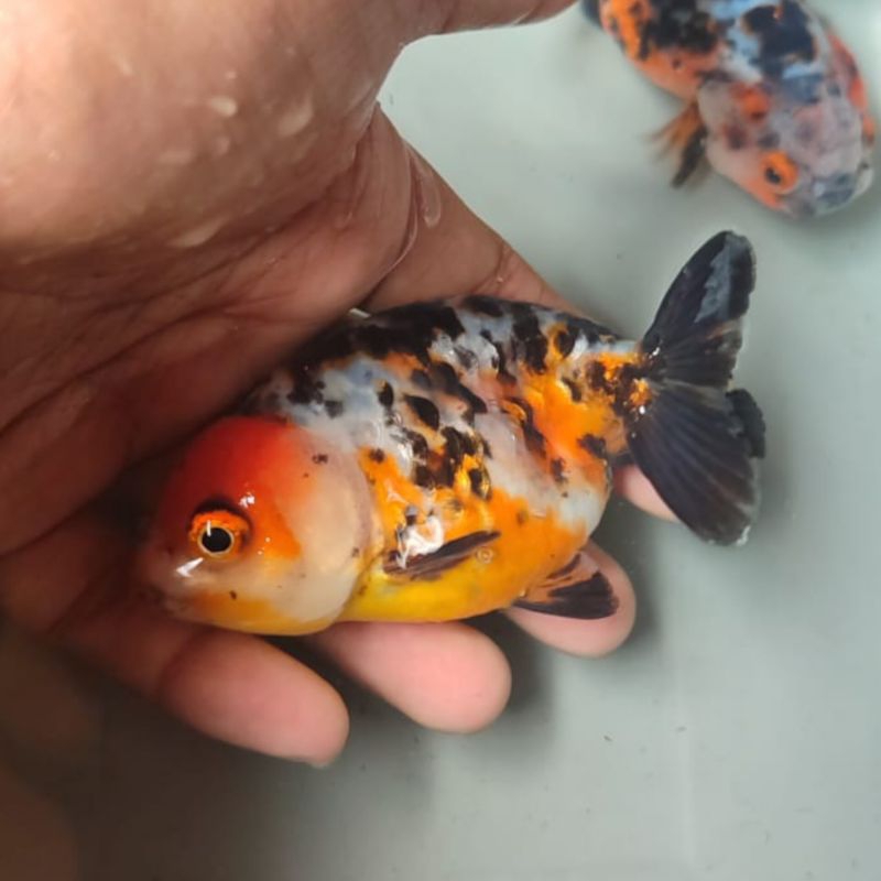 Jual ikan koki ranchu calico | Shopee Indonesia
