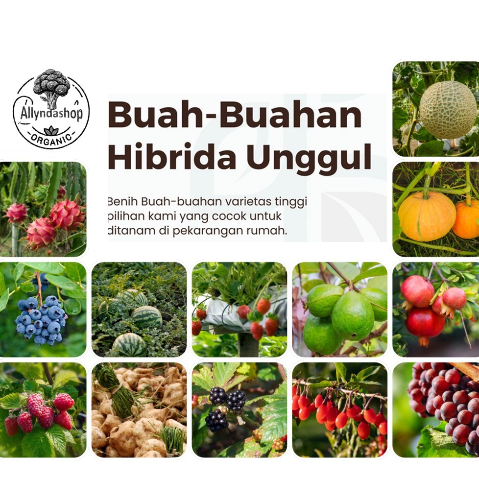 Aneka Bibit Benih Buah Buahan Hibrida Varian Unggulan