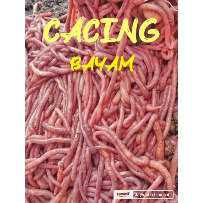 Jual cacing bayem cacing sawah cacing ping umpan gacor ikan nila bawal ...
