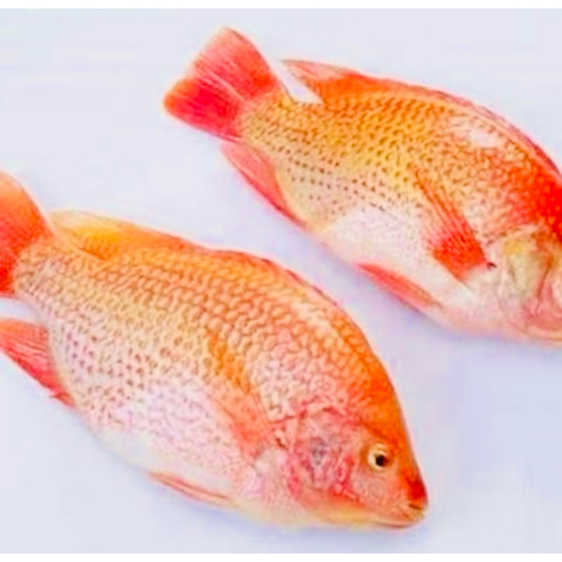 Jual ikan nila segar 500gram | Shopee Indonesia