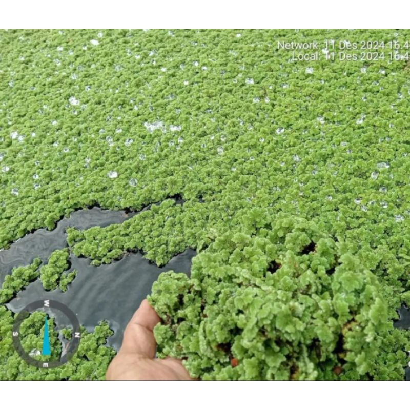 Jual azolla indukan 1 kilo | Shopee Indonesia