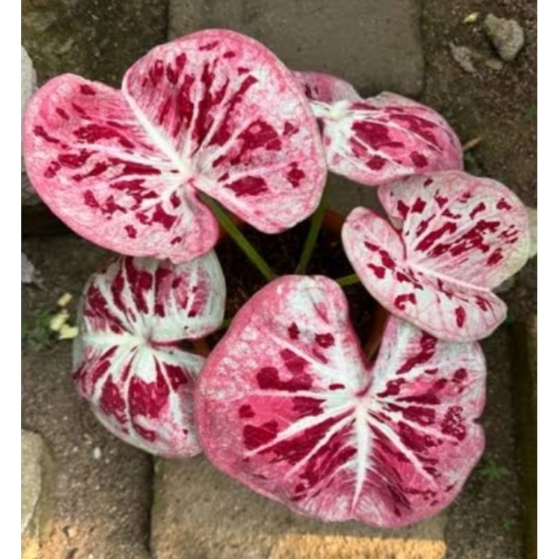 Jual caladium one world | Shopee Indonesia