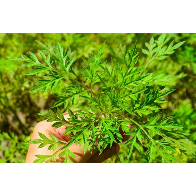 Jual Daun kenikir / randa midang / ulam raja segar per 200gr | Shopee ...