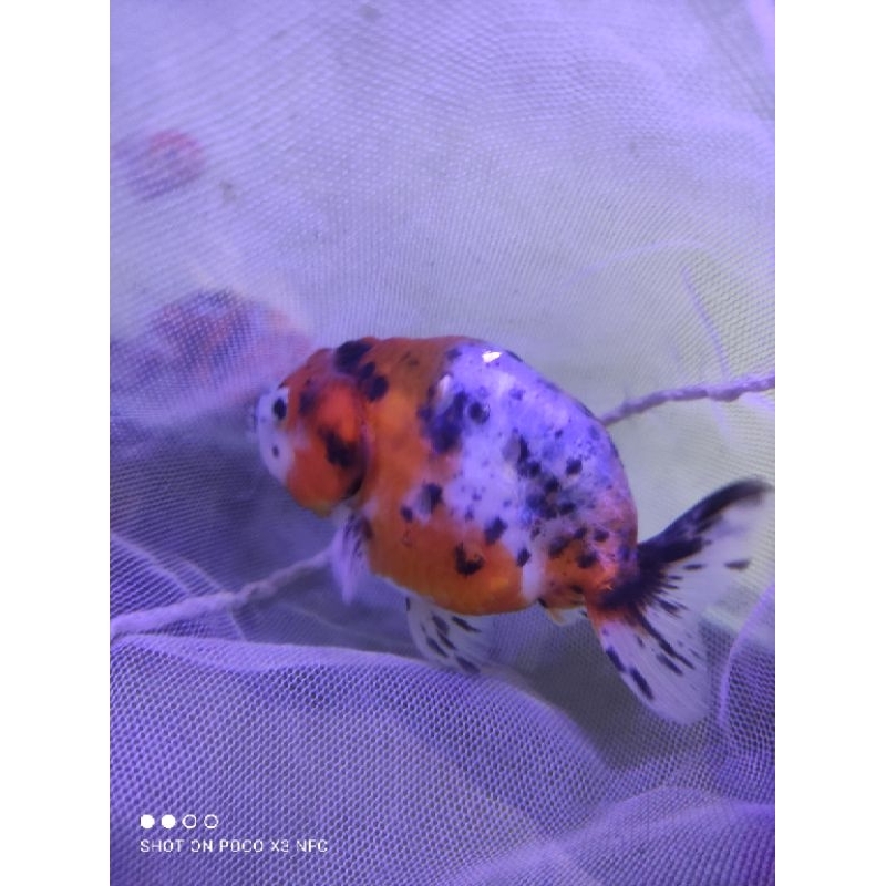 Jual IKAN KOKI RANCU CALICO / KOKI PANCA WARNA SIZE M UKURAN 7-8 CM ...