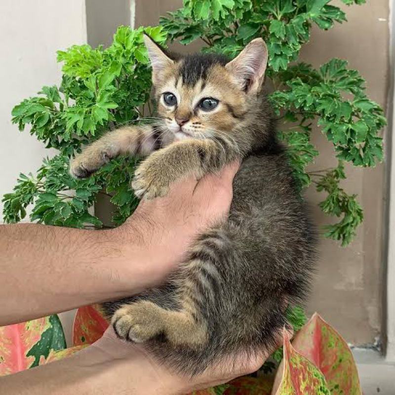 Jual Kucing Mixdom Terlengkap & Harga Terbaru Juli 2026 | Shopee Indonesia