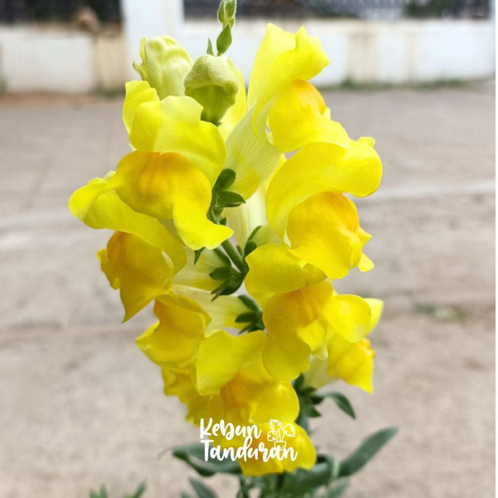 Jual Bibit Bunga Snapdragon Antirrhinum Tanaman Snapdragon Aneka Warna ...