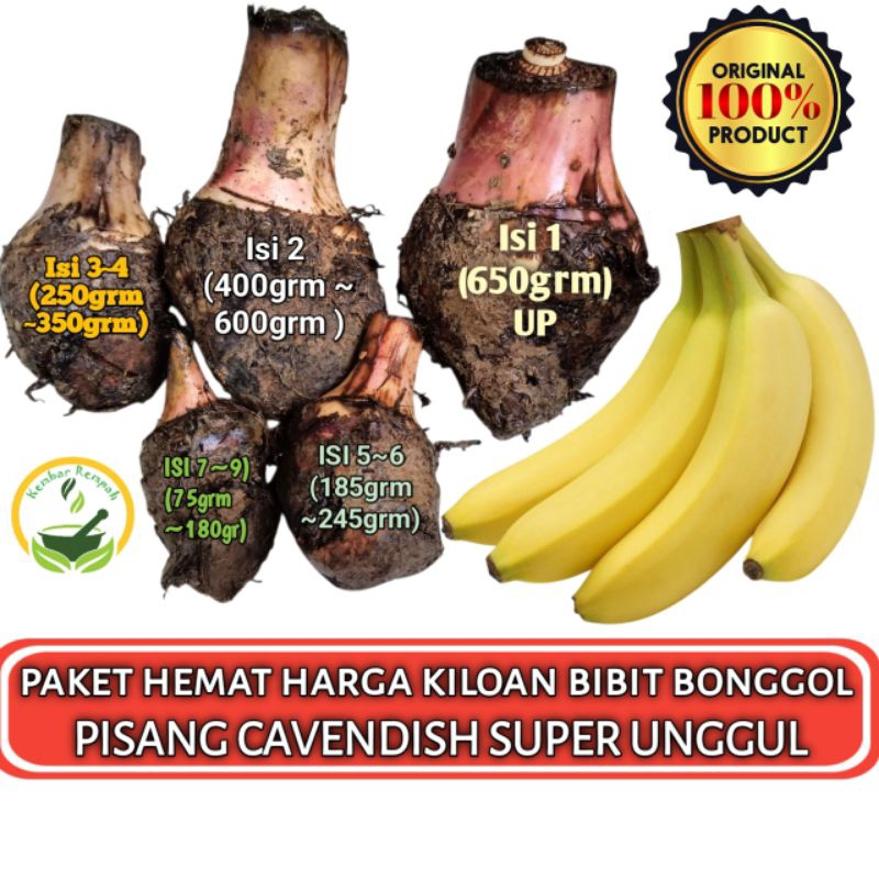 PAKET HEMAT HARGA KILOAN BIBIT BONGGOL PISANG CAVENDISH SUPER Dongkelan Pohon Pisang Kavendish Super Siap Tanam