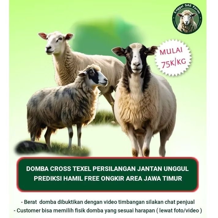 Jual Domba Pedaging Bunting Cross Texel persilangan dengan Pejantan ...
