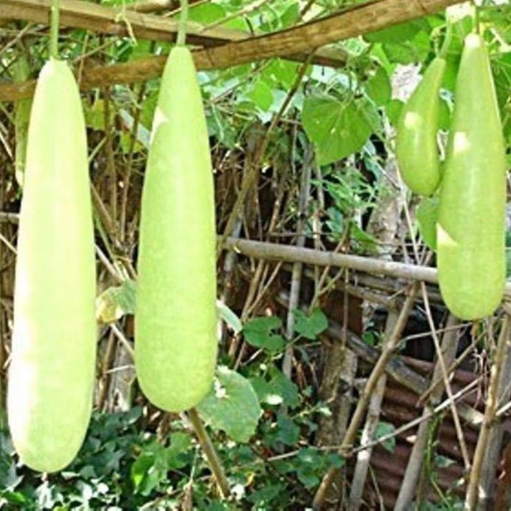 Jual BENIH/BIJI LABU AIR MANISA (20 butir) | Shopee Indonesia