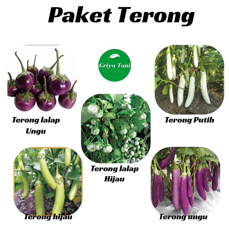 Paket Lengkap Benih Sayuran Terong Mudah Tumbuh