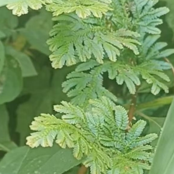 Jual Daun Cakar ayam/Rane segar 250gr Baru Petik | Shopee Indonesia