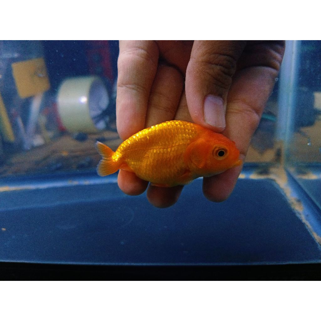 Jual koki ranchu Tiny tail rw (b) | Shopee Indonesia