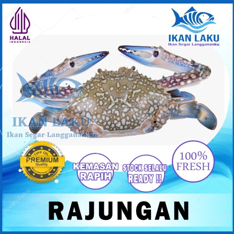Jual PRODUK BARU!! RAJUNGAN LAUT TERMURAH BERGARANSI IKAN LAKU IKAN ...