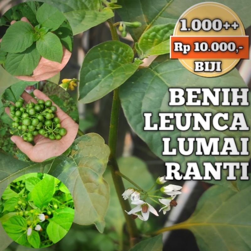 Jual BENIH BIJI BIBIT LEUNCA RANTI LUMAI MURAH 1000 BIJI LEBIH | Shopee ...