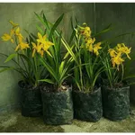 Blantik Kembang - Anggrek Tanah Golden Boy Bunga Warna Kuning