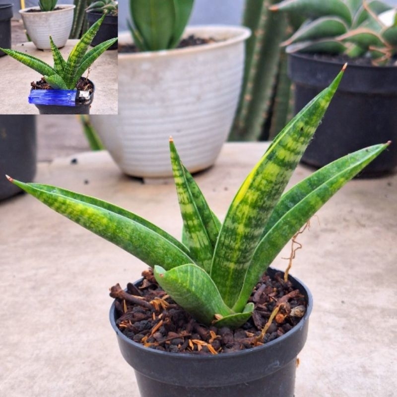 Jual Marsha Anjani Varigata Sansevieria Lidahmertua | Shopee Indonesia