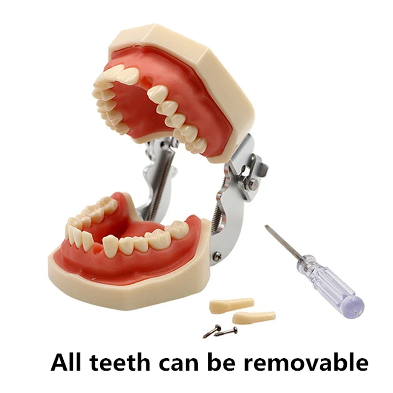 US Dental Typodont Model Kilgore NISSIN 200/500 Type Removable Screw-in