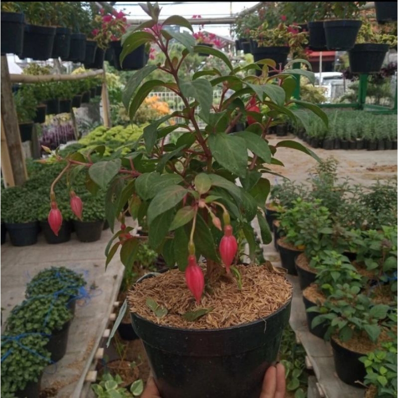 Jual Fuchsia bunga anting ratu anting india bunga lampion Onagraceae ...