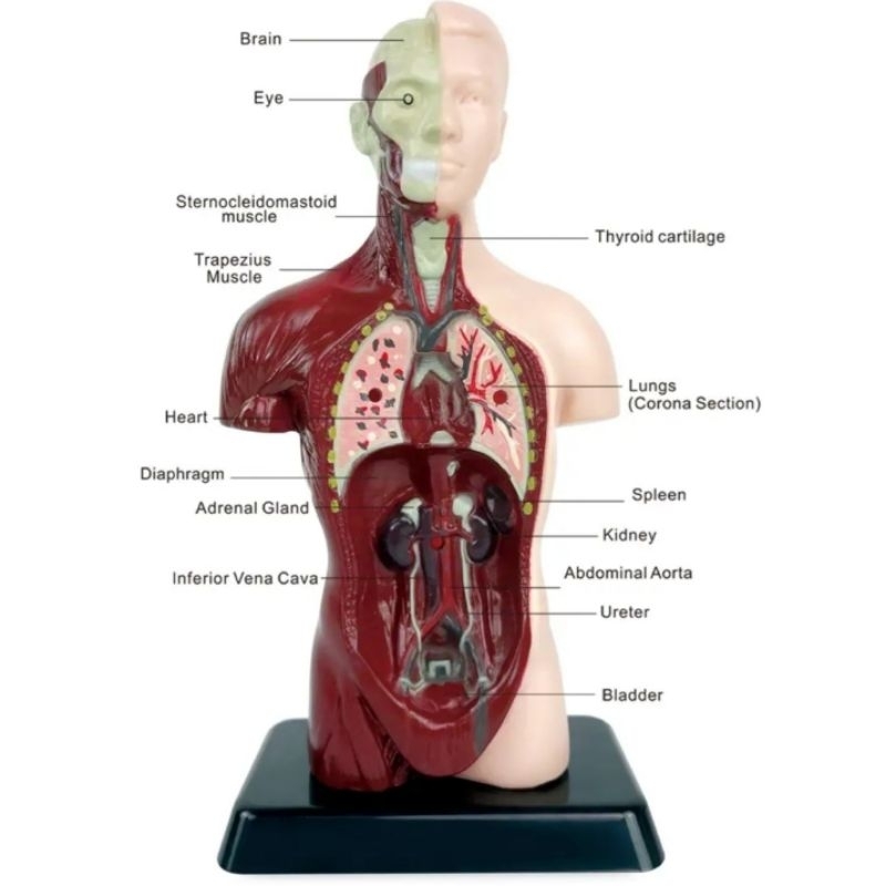 Jual Human Body Anatomy Belajar organ tubuh manusia Tengkorak Mainan ...