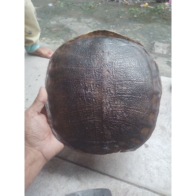 Jual Tempurung Bulus (labi-labi) Jumbo | Shopee Indonesia