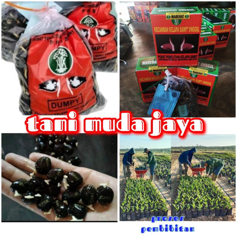 Jual Benih Bibit Kecambah Sawit Varietas MARIHAT DUMPY isi 250 Butir ...