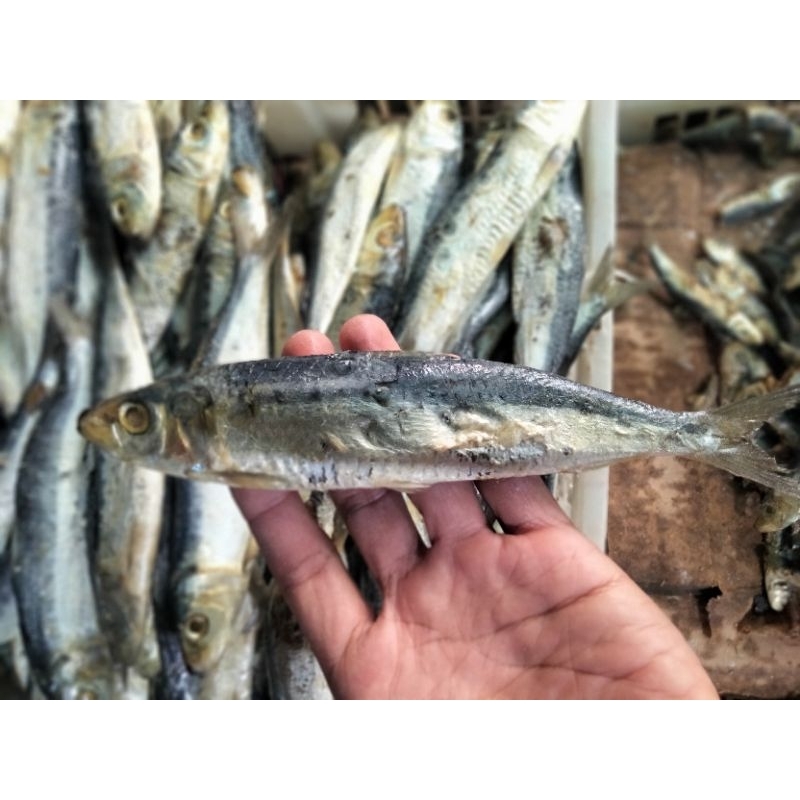 Jual Ikan asin japuh siro 1 kg | Shopee Indonesia