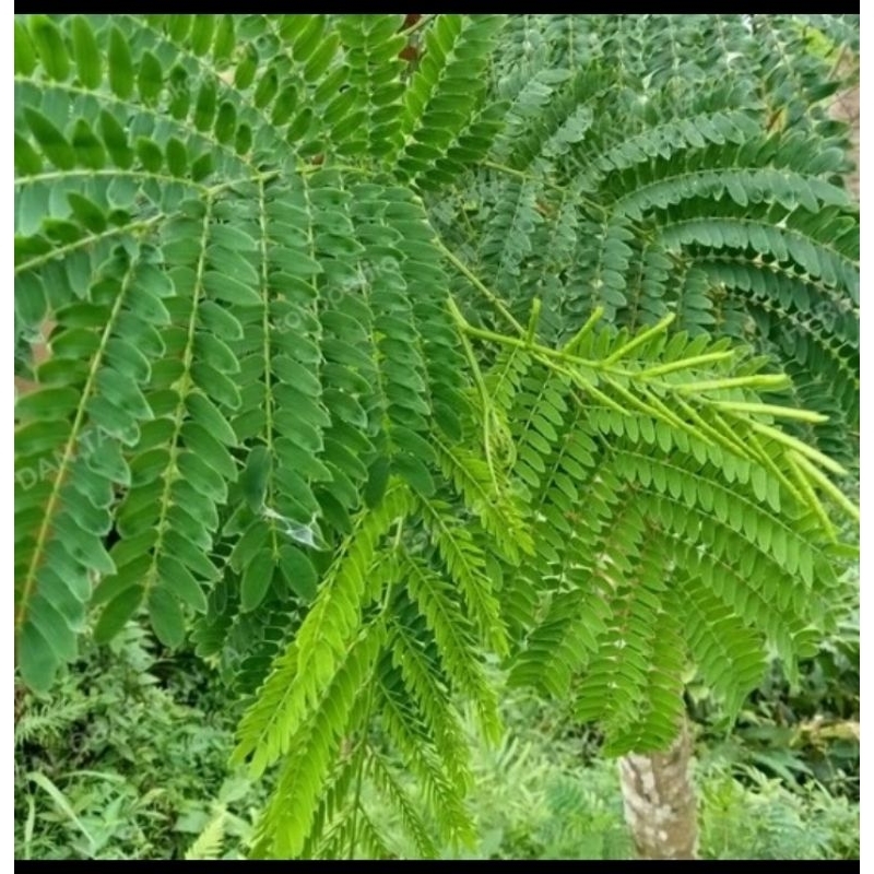 Jual daun petai cina lamtoro palaning palanding 1kg | Shopee Indonesia