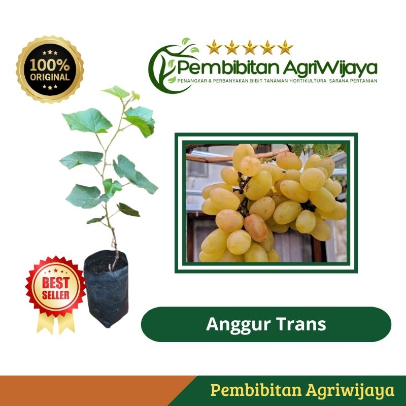 Jual Bibit Anggur Rambat Hijau Super Unggul Hasil Okulasi Tanaman ...