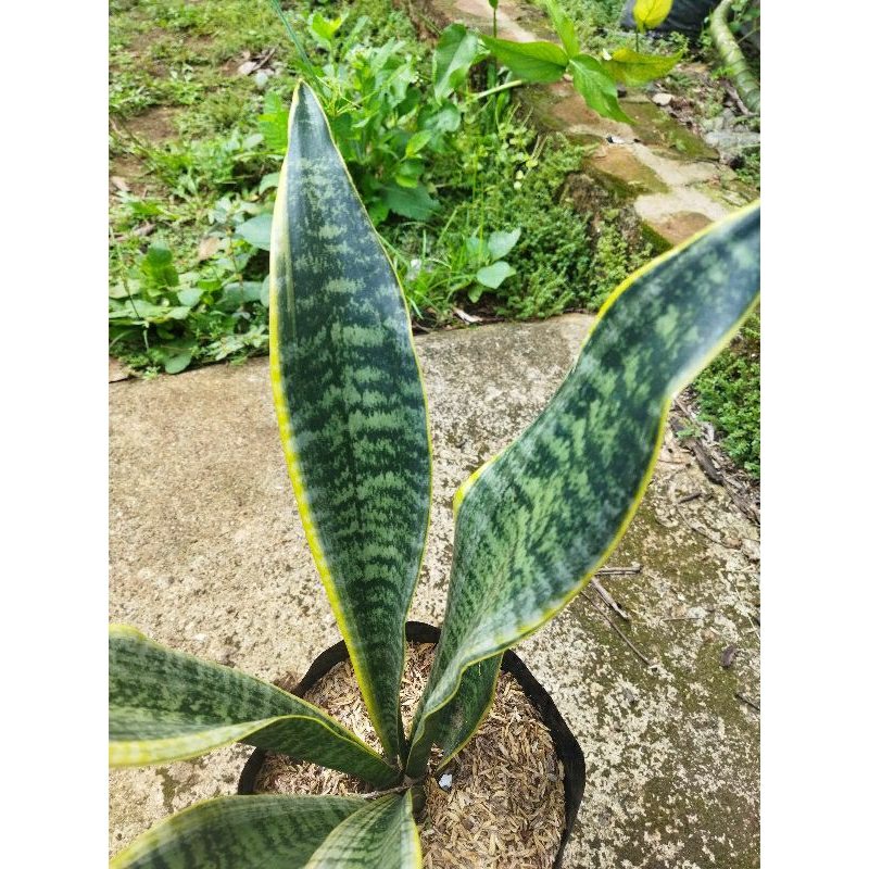 Jual Tanaman Lidah Mertua Sansevieria Trifasciat | Shopee Indonesia