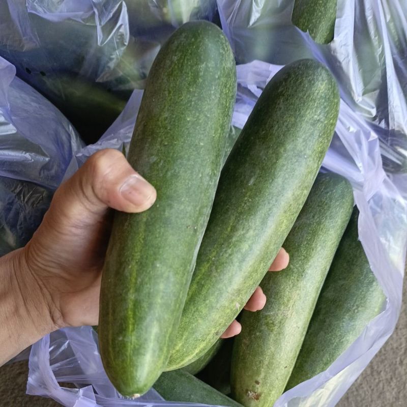 Jual Timun 1 Kg Terlengkap & Harga Terbaru Juli 2026 | Shopee Indonesia