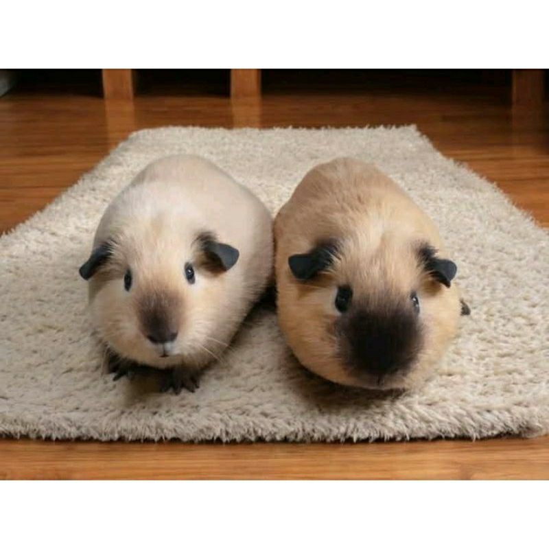 Jual Marmut California Guinea Pig Anakan Shopee Indonesia
