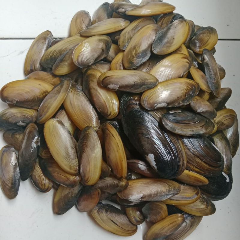 Jual Kijing, Kerang Air Tawar, 1KG, Kerang Hidup | Shopee Indonesia