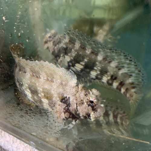 Jual Ikan Hias Jabing Biasa Air Laut | Shopee Indonesia