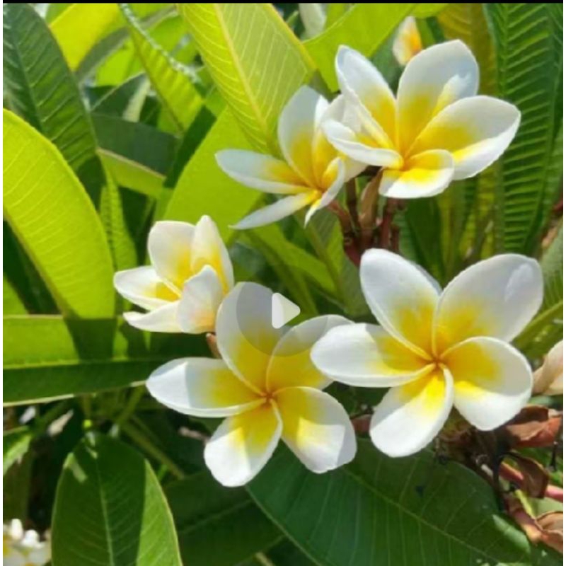 Jual POHON BUNGA KAMBOJA BALI PUTIH KUNING TINGGI ±50-70 CM / TANAMAN ...
