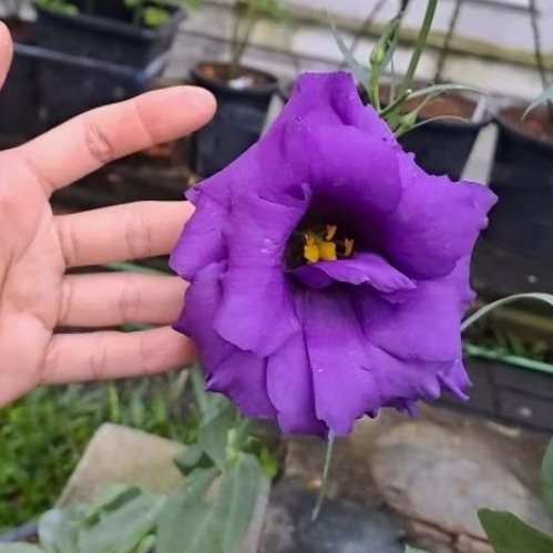 Jual chubby plant tanaman bunga lisianthus bukan mawar kembang tanpa ...