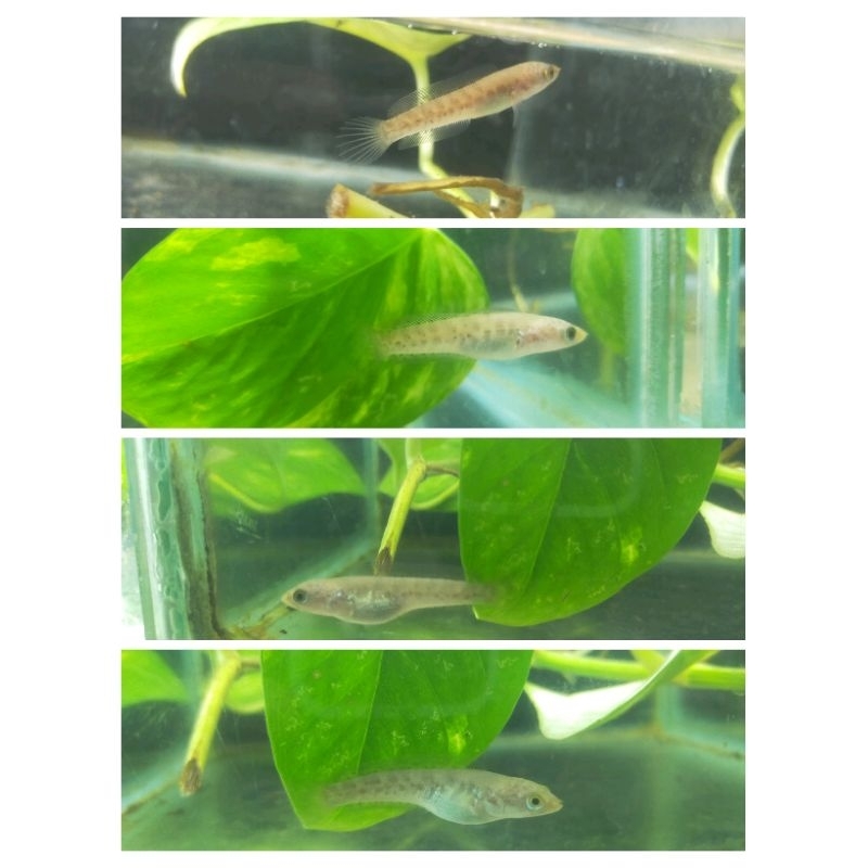 Jual Channa Auranti 7-8cm | Shopee Indonesia