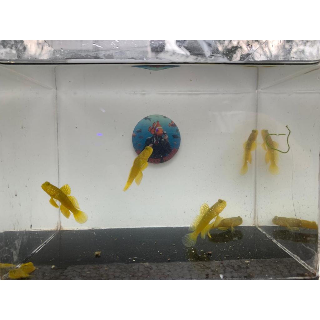 Jual Jabing Kuning / Yellow Prawn Goby | Shopee Indonesia