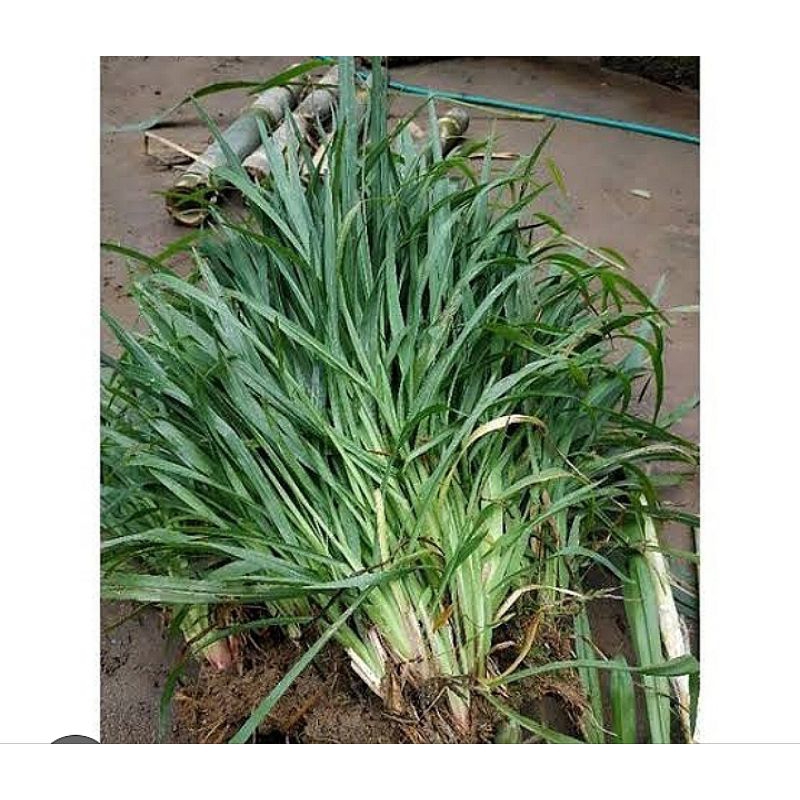 Jual BIBIT RUMPUT SETARIA SEGAR 1KG | Shopee Indonesia