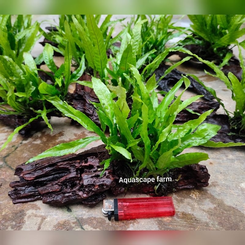 Jual kayu rentek java fern aquascape-aquarium paludarium | Shopee Indonesia