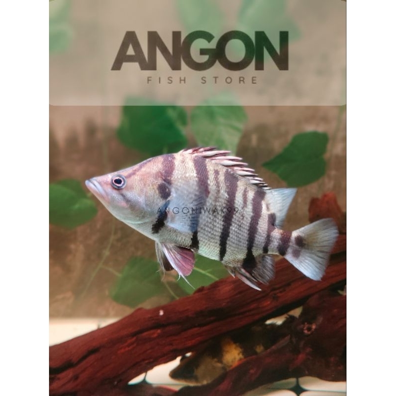 Jual Silver Datz / Datz silver (Hiasan Aquarium) | Shopee Indonesia