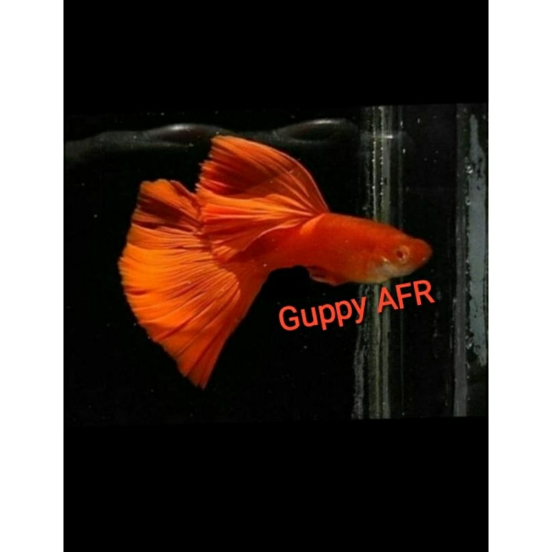 Jual AFR Guppy Terlengkap & Harga Terbaru April 2026 | Shopee Indonesia