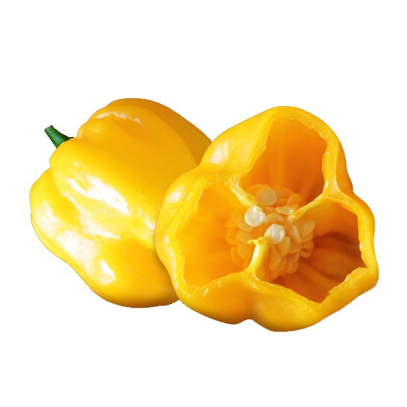 Jual 50 biji Bibit Cabai Setan Kuning (Pedes Ekstrim/Buah Lebat/Hiasan ...
