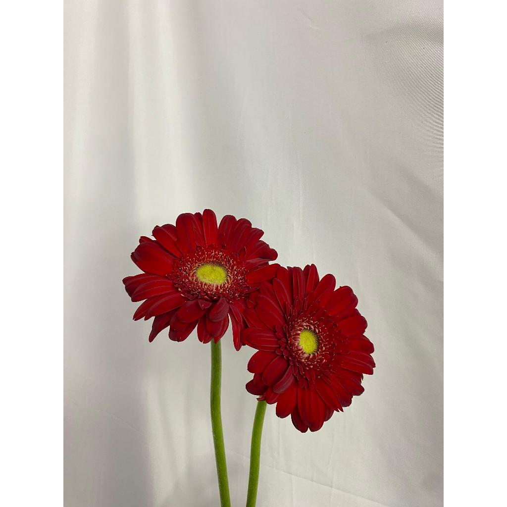 Jual Bunga Garbera Asli Fresh Flower / Aneka Bunga Potong Warna Merah ...