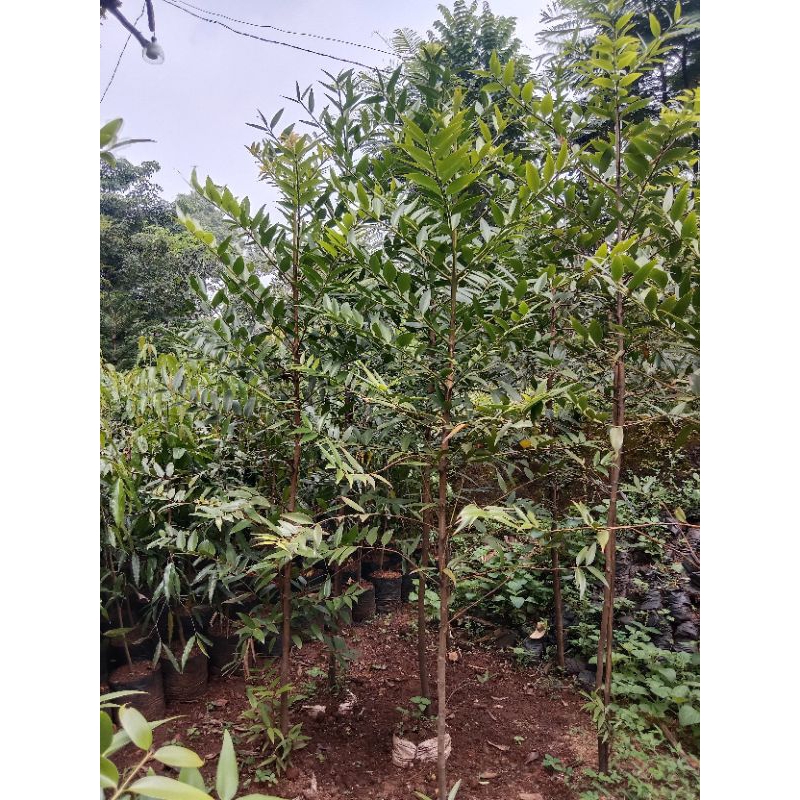 Jual Pohon Damar 2 meter - tanaman damar | Shopee Indonesia