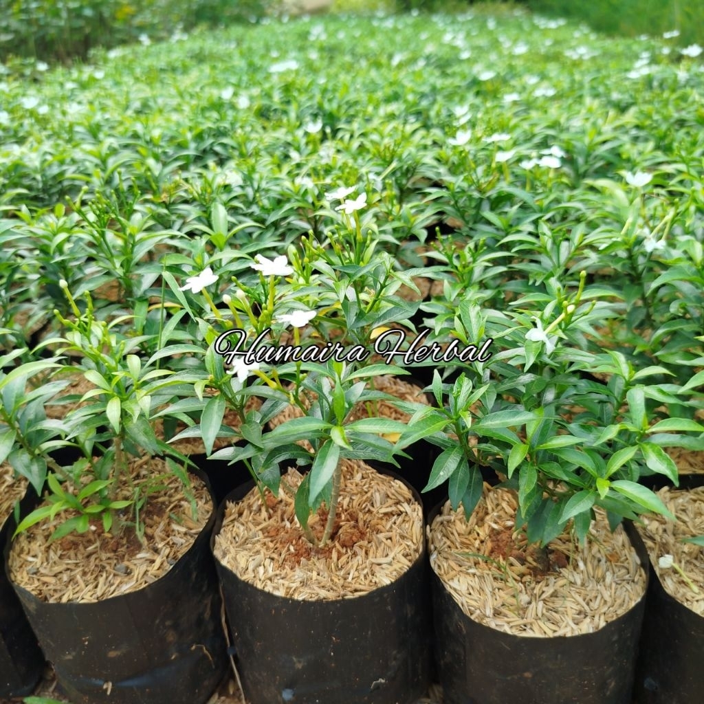 Jual Tanaman Rombusa Mini/Saberna Mini Tanaman/Pohon Hias | Shopee ...