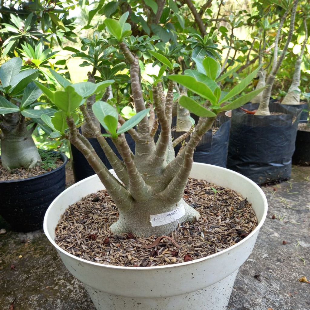 Jual Adenium arabicum Fat Black | Shopee Indonesia