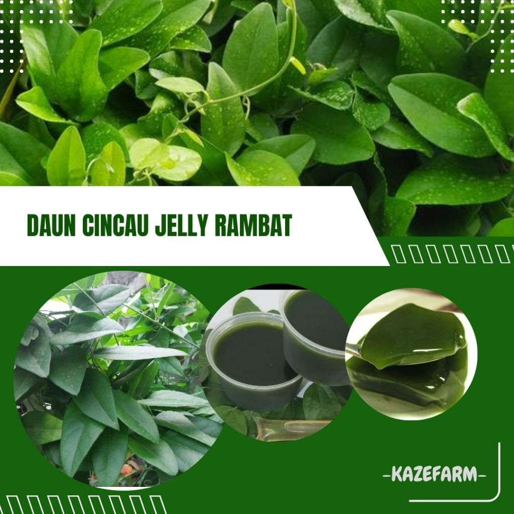 Jual 50 DAUN - CINCAU JELLY RAMBAT | Shopee Indonesia