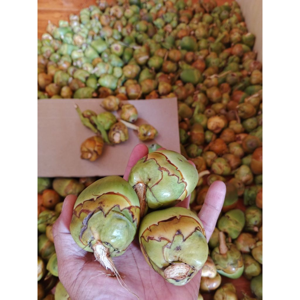 Jual Beluluk Tembuluk Caruluk Bakak Kelapa Segar per 5pcs | Shopee ...